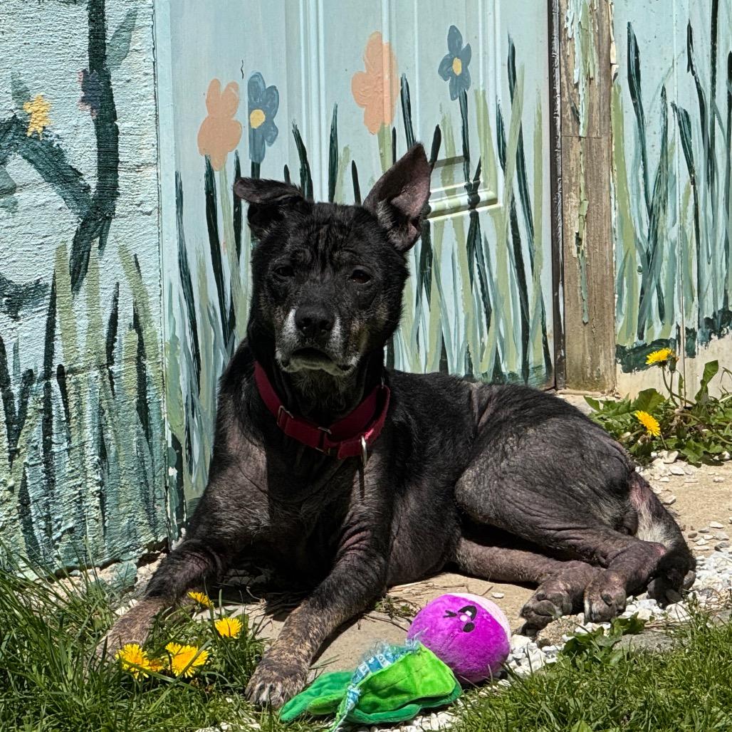 Enlarge Misty, a Adoptable mixed breed in Middlebury, VT image 6/6