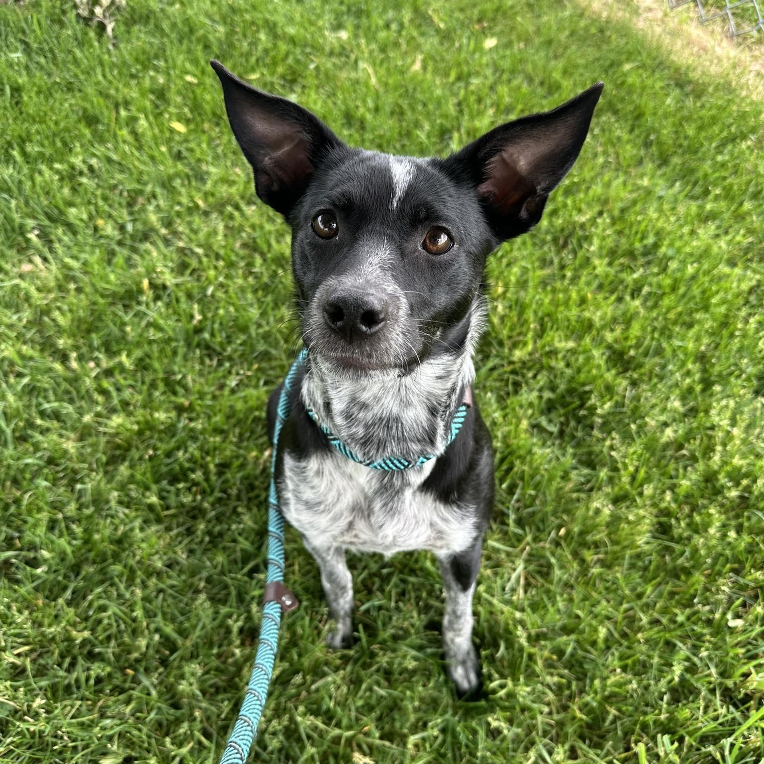 Mika, ADOPTABLE, Young Female Terrier.