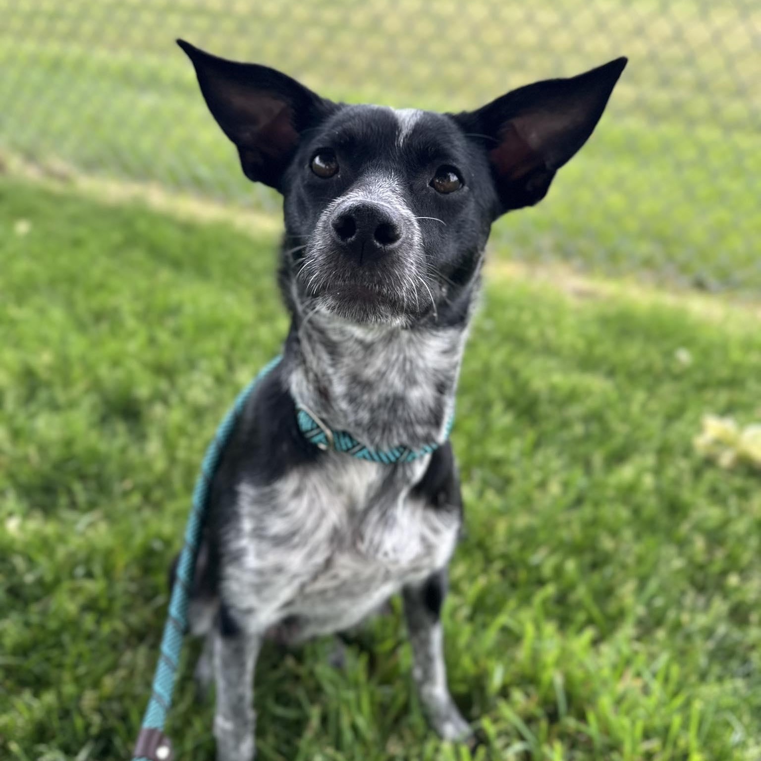 Enlarge Mika, a ADOPTABLE Terrier in Valparaiso, IN image 2/2