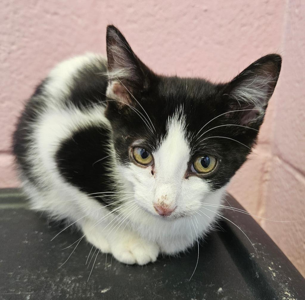 Roller AKA Quinn, Adopted, Kitten Female American Shorthair.