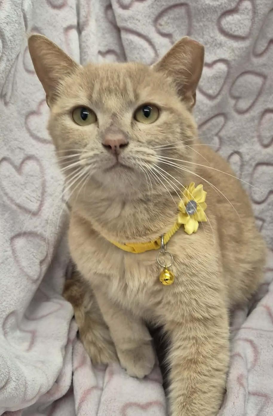 Enlarge Maria, a ADOPTABLE mixed breed in Ocean Springs, MS image 3/6