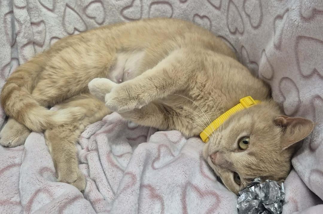 Enlarge Maria, a ADOPTABLE mixed breed in Ocean Springs, MS image 6/6