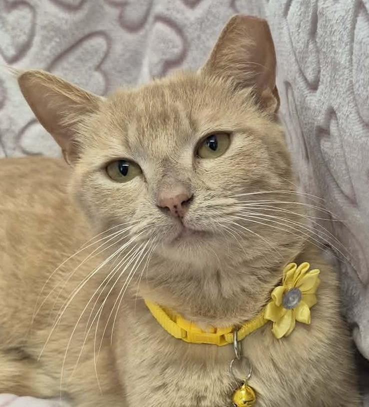 Enlarge Maria, a ADOPTABLE mixed breed in Ocean Springs, MS image 1/6