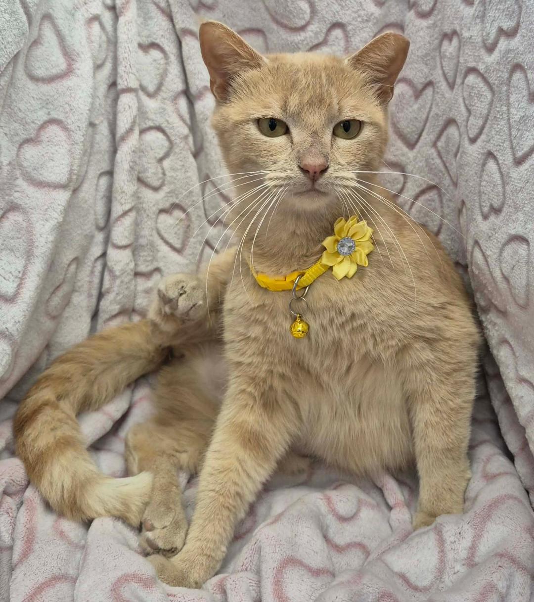 Enlarge Maria, a ADOPTABLE mixed breed in Ocean Springs, MS image 2/6