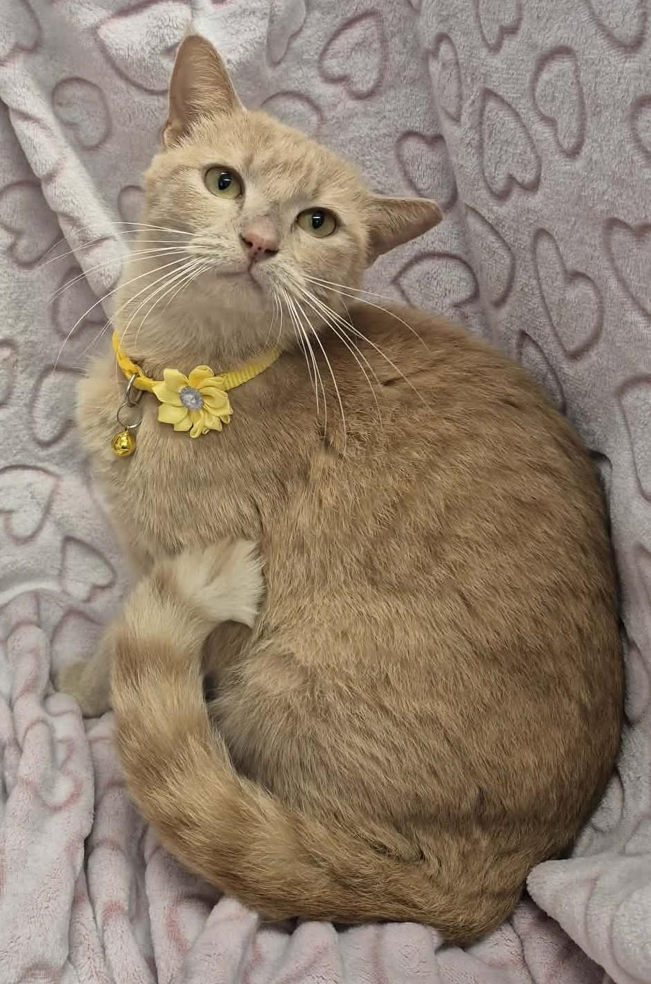 Enlarge Maria, a ADOPTABLE mixed breed in Ocean Springs, MS image 4/6