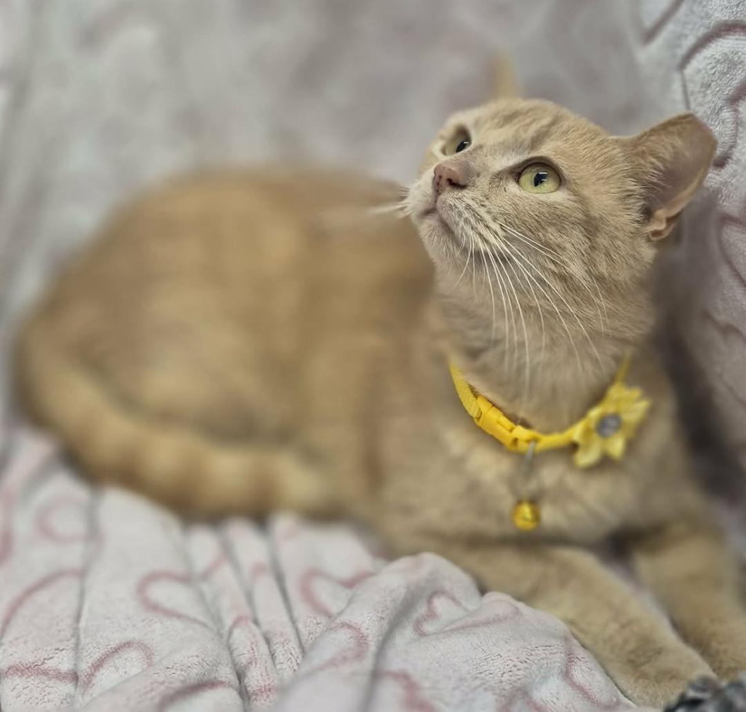 Enlarge Maria, a ADOPTABLE mixed breed in Ocean Springs, MS image 5/6