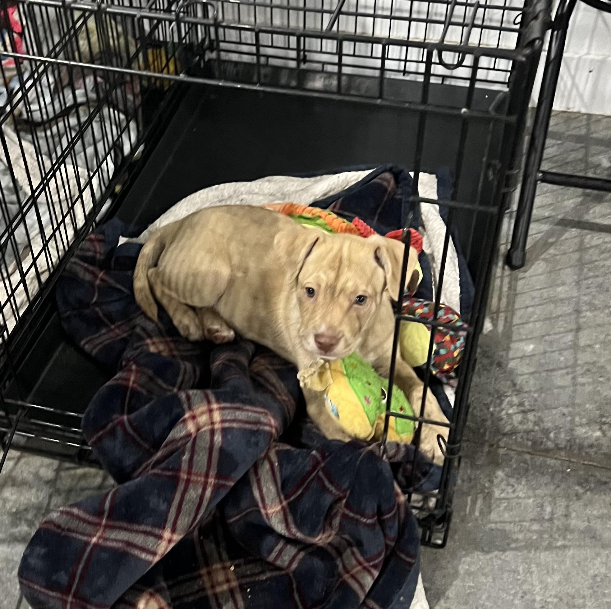 Enlarge Marli, a Adopted Mixed Breed in Holmen, WI image 3/6