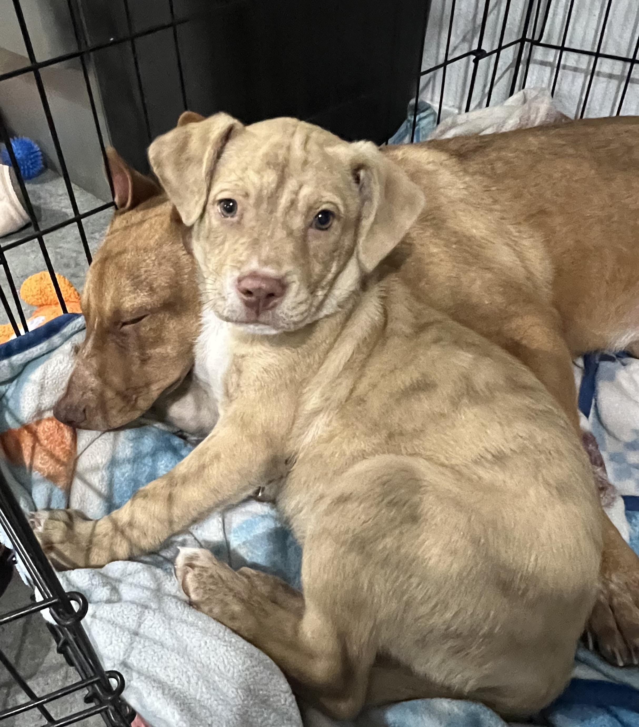 Marli, Adopted, Puppy Female Mixed Breed.