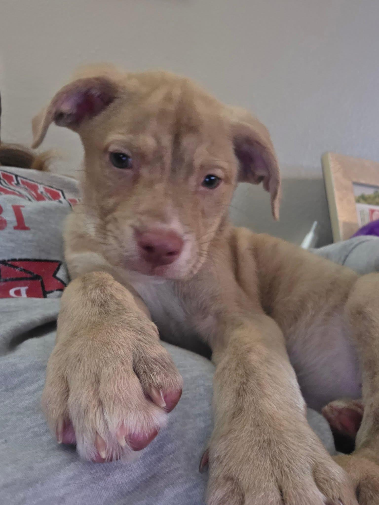 Enlarge Marli, a Adopted Mixed Breed in Holmen, WI image 4/6