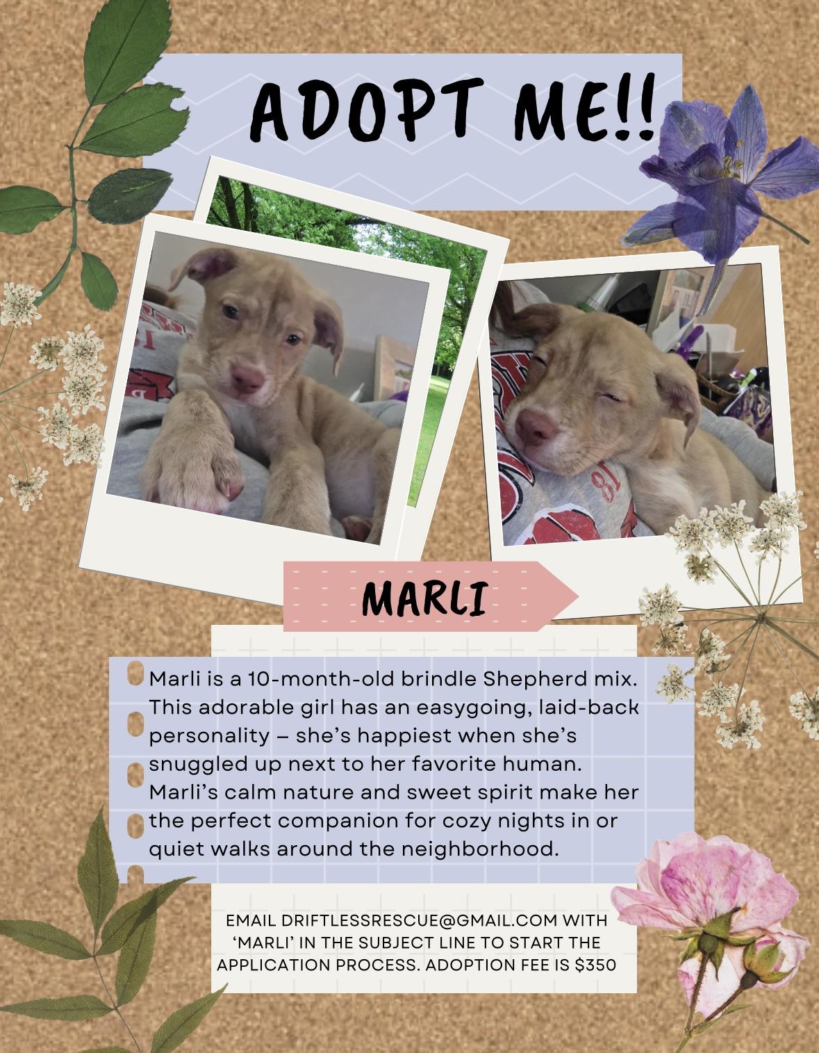 Enlarge Marli, a Adopted Mixed Breed in Holmen, WI image 5/6
