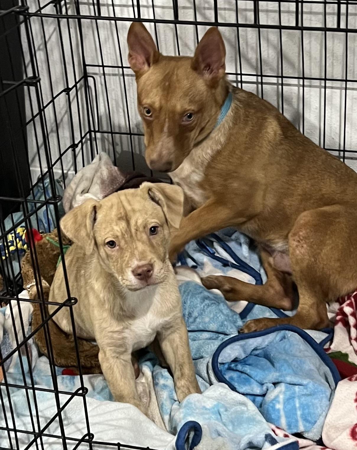 Enlarge Marli, a Adopted Mixed Breed in Holmen, WI image 6/6