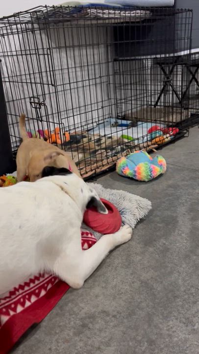 Enlarge Marli, a Adopted Mixed Breed in Holmen, WI video 2/6