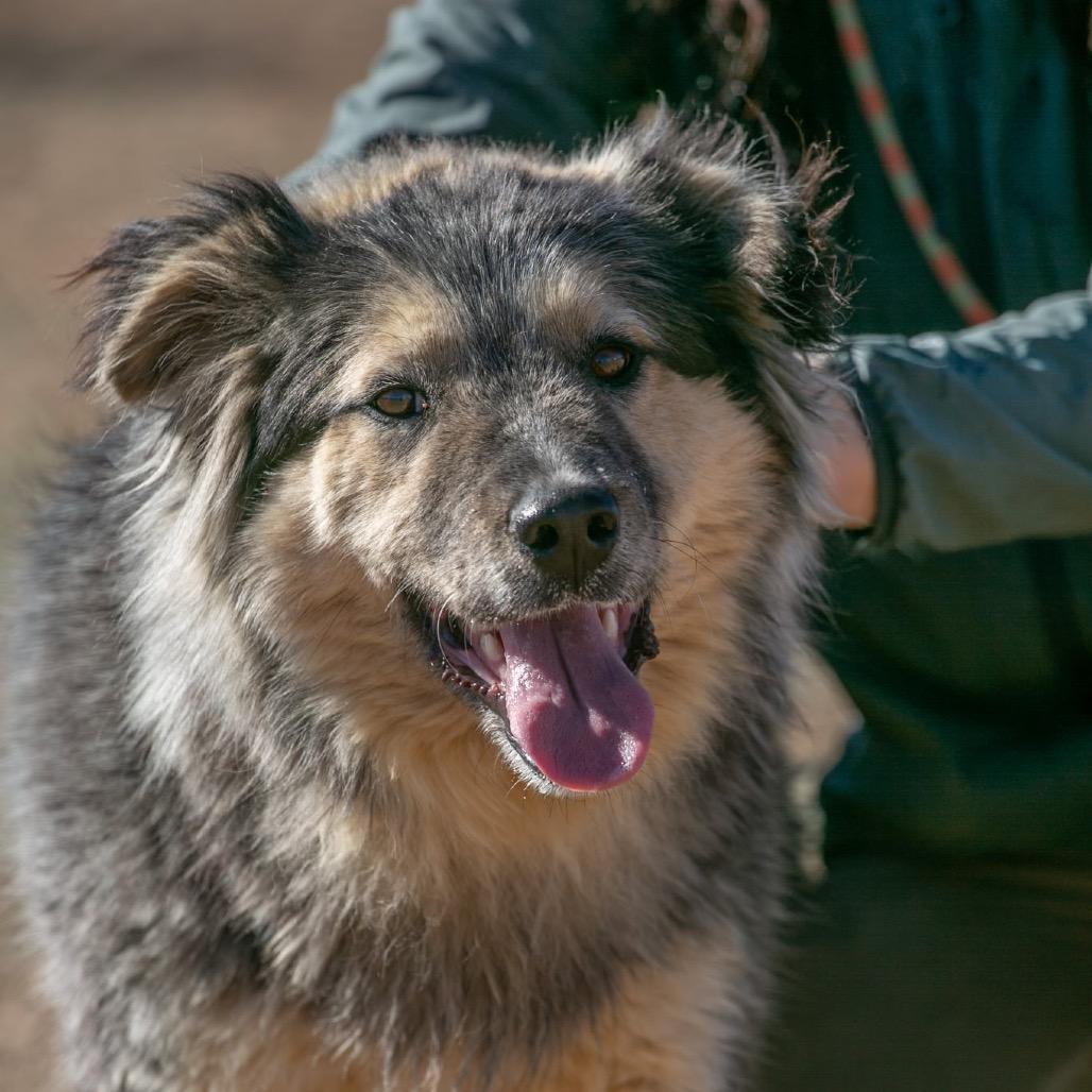 Oso, Adoptable, Young Male Shepherd & Husky.