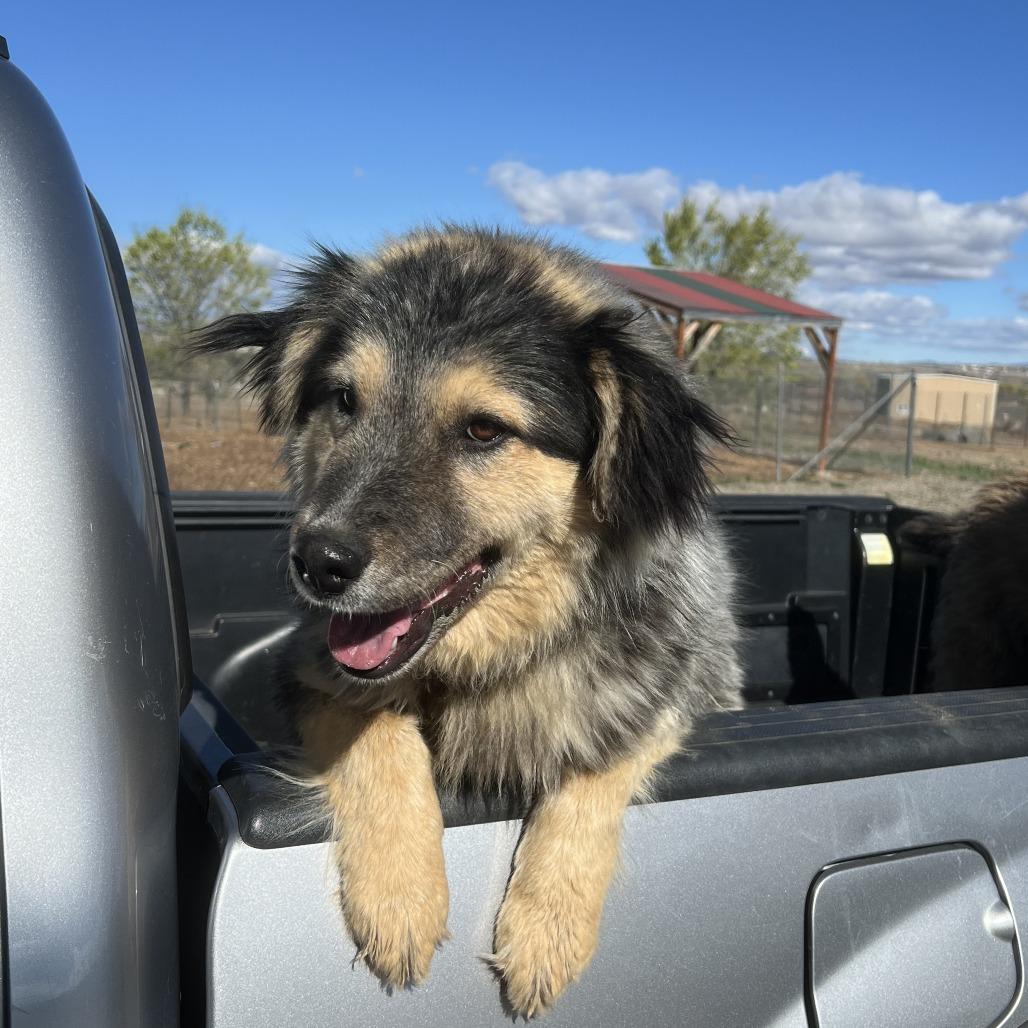 Enlarge Oso, a Adoptable mixed breed in Taos, NM image 2/2