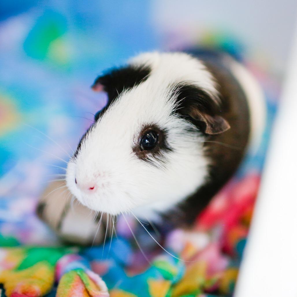 Oreo *Bonded with Shuri*, Adoptable, Adult Female Guinea Pig.