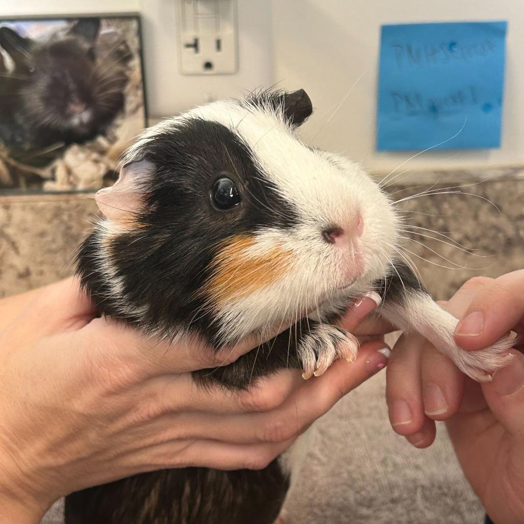 Enlarge Oreo *Bonded with Shuri*, a Adoptable Guinea Pig in Dover, NH image 2/5