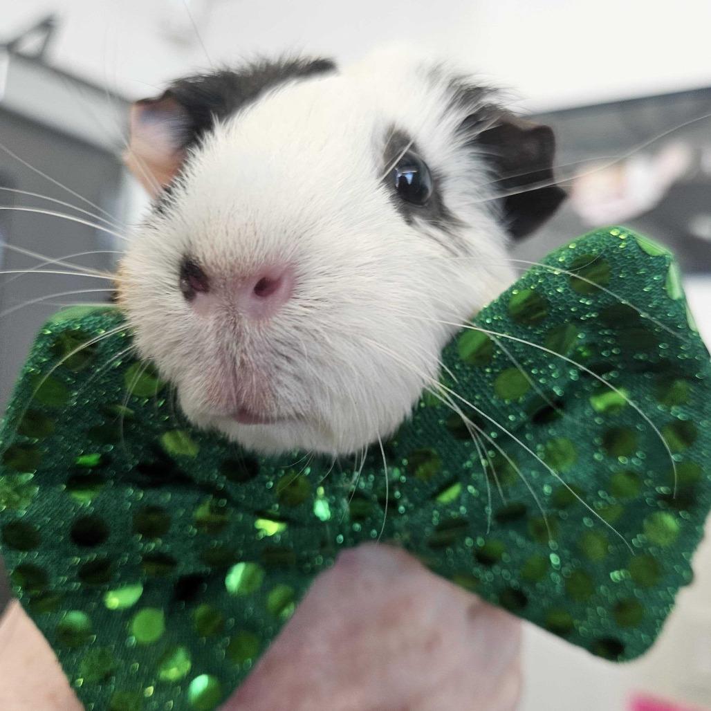 Enlarge Oreo *Bonded with Shuri*, a Adoptable Guinea Pig in Dover, NH image 5/5