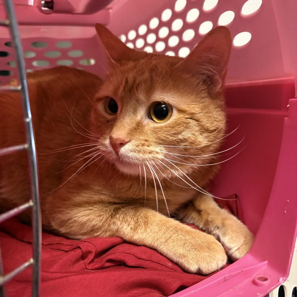 Vincent, Adoptable, Young Male Domestic Short Hair.