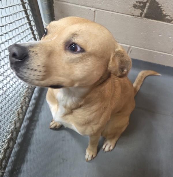 26-01-0124b Stitch, Adoptable, Adult Male Labrador Retriever & Pit Bull Terrier.