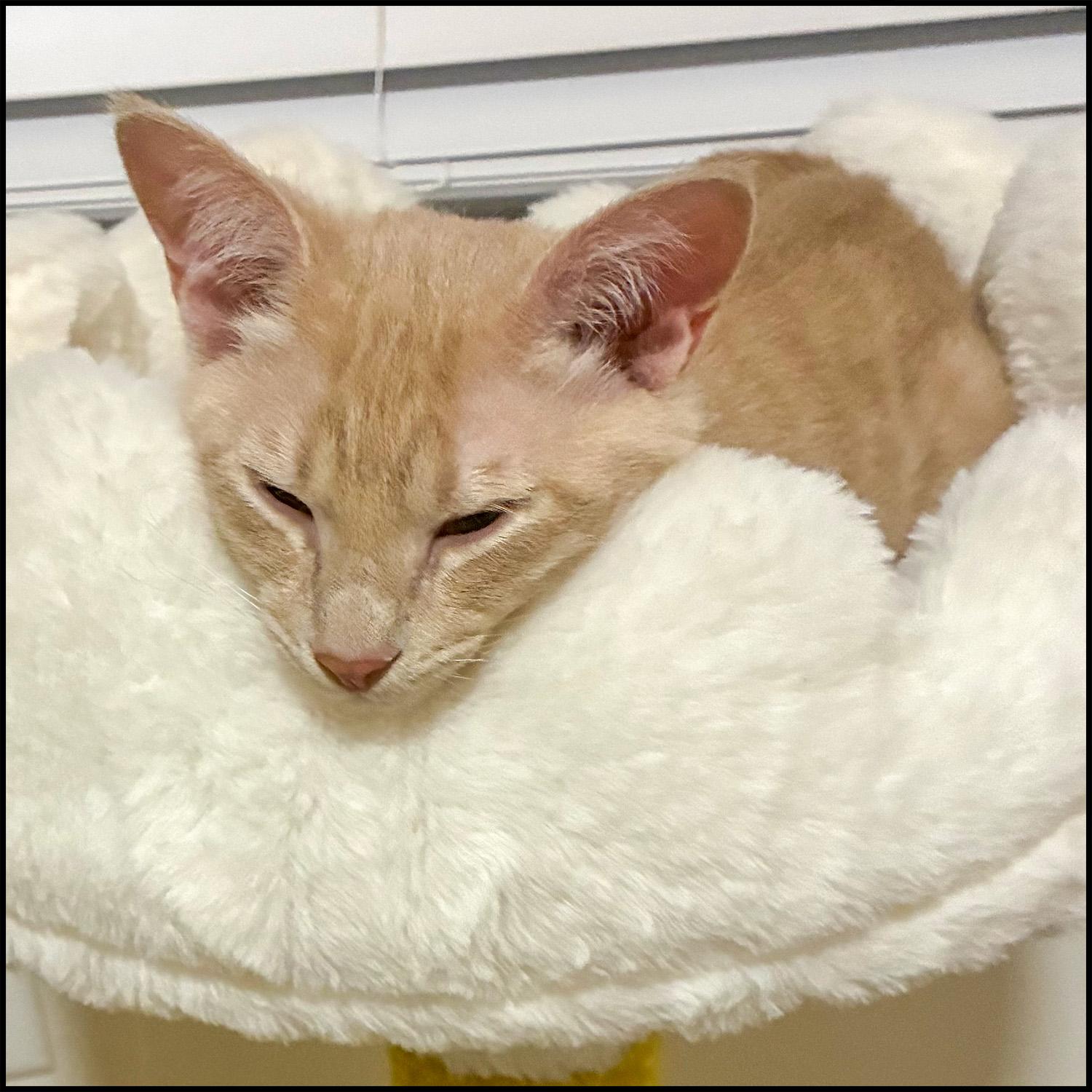 Enlarge Ford, an adoptable mixed breed in Roswell, GA image 3/3