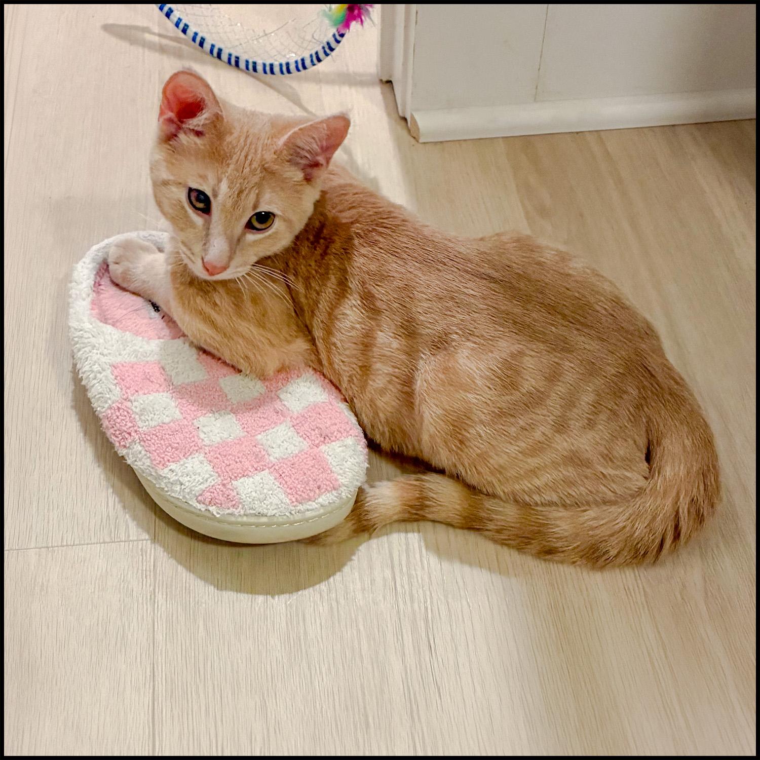 Enlarge Ford, an adoptable mixed breed in Roswell, GA image 2/3