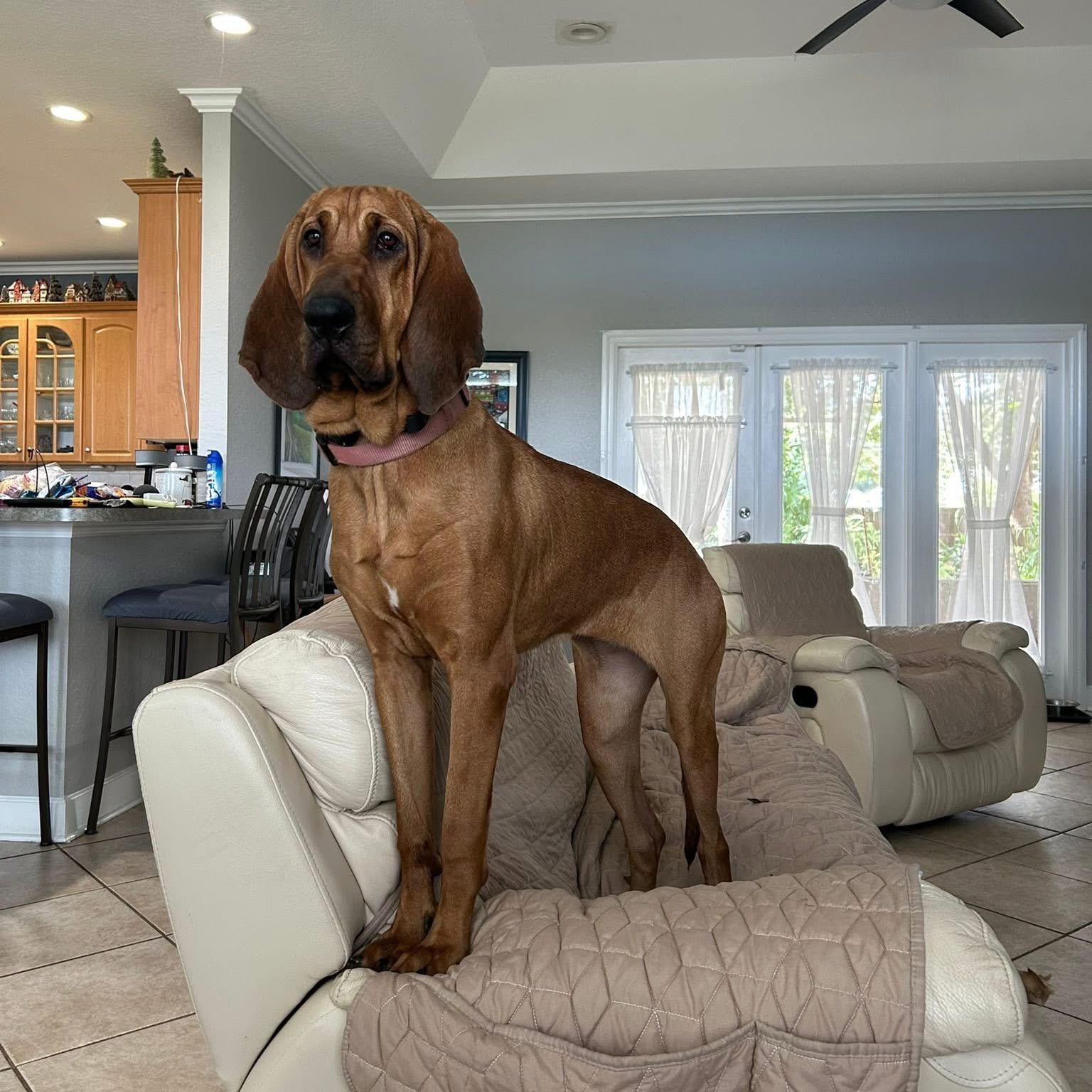 Enlarge Luna, a ADOPTABLE Bloodhound in Port Saint Lucie, FL image 1/4