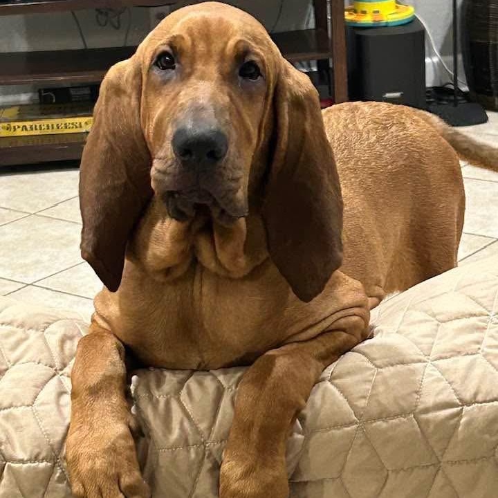 Enlarge Luna, a ADOPTABLE Bloodhound in Port Saint Lucie, FL image 4/4
