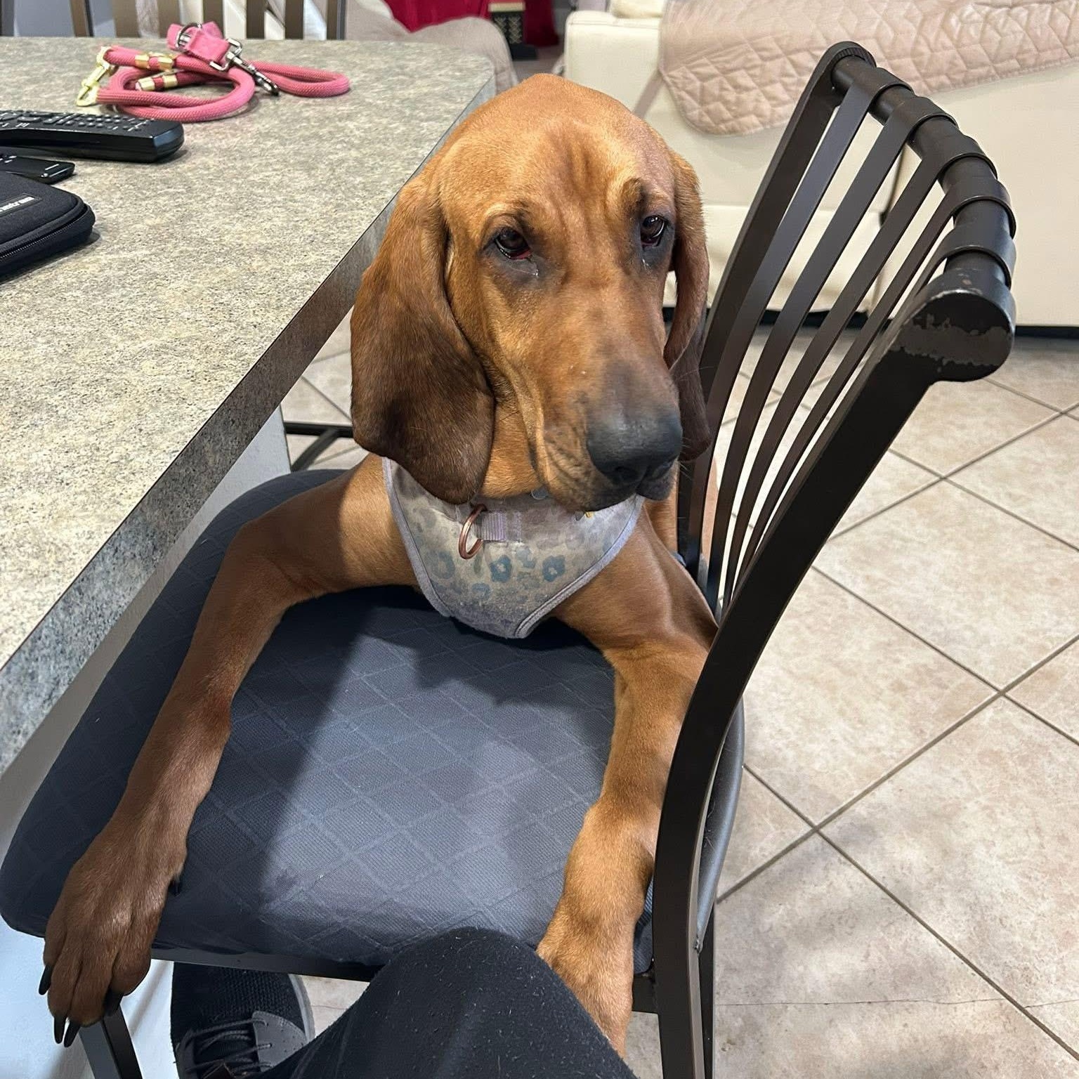 Enlarge Luna, a ADOPTABLE Bloodhound in Port Saint Lucie, FL image 2/4