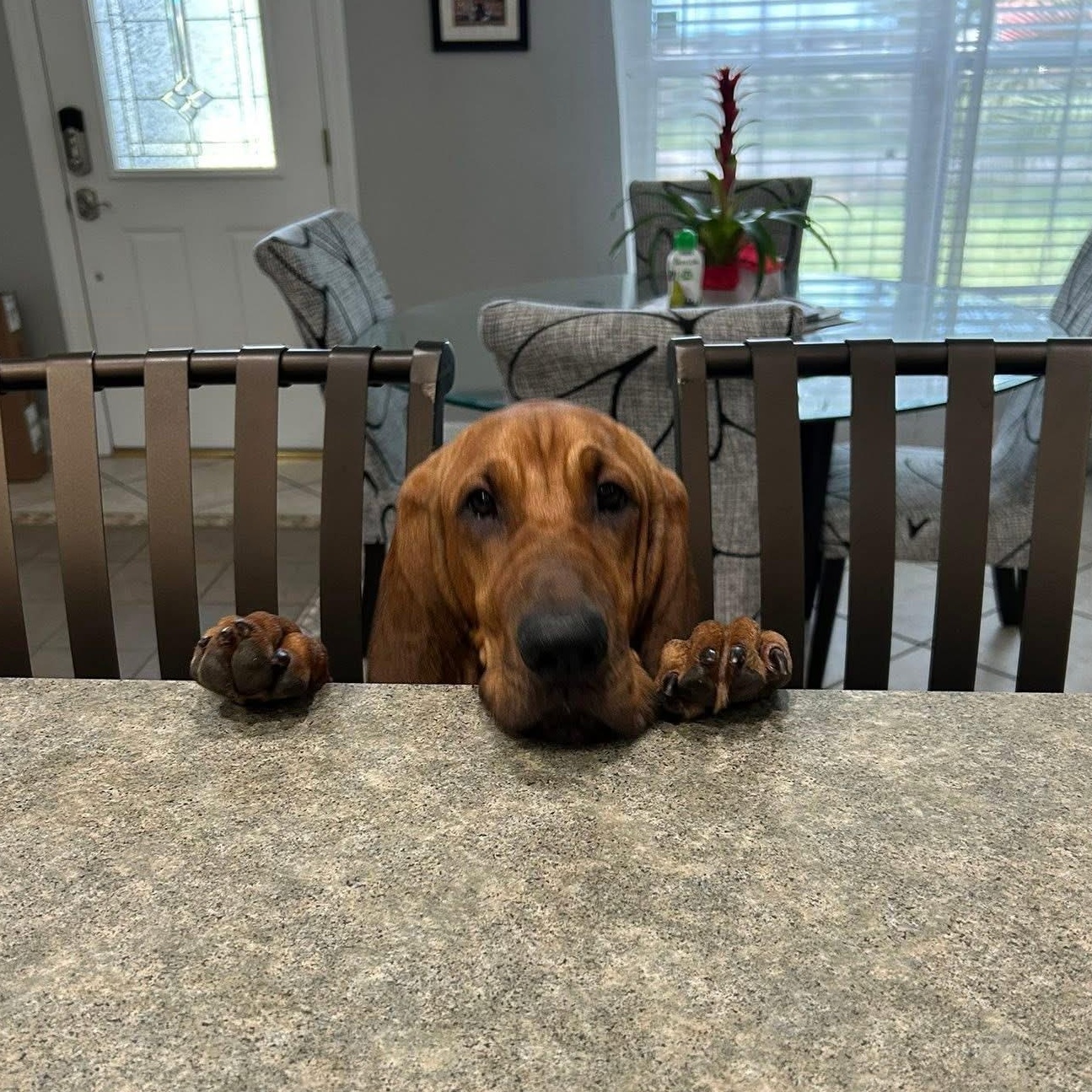 Enlarge Luna, a ADOPTABLE Bloodhound in Port Saint Lucie, FL image 3/4