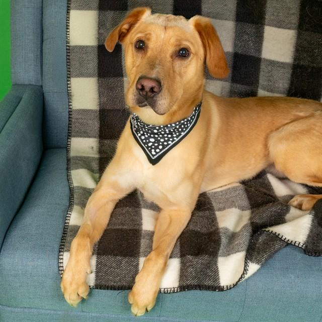 Enlarge BUDDY, a Adoptable mixed breed in Saint Louis, MO image 1/1