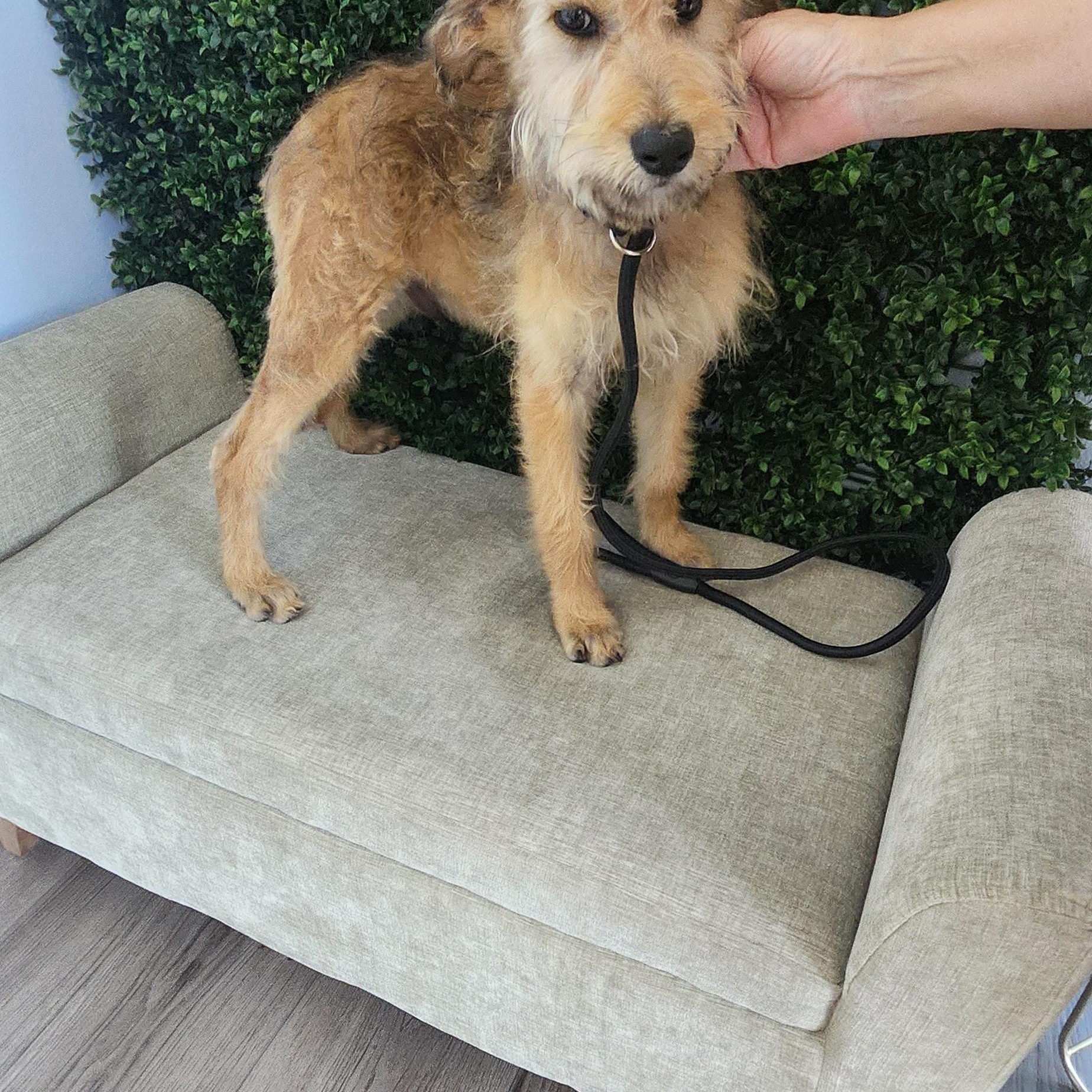 Saturn, an adoptable Goldendoodle in Torrance, CA, 90505 | Photo Image 1