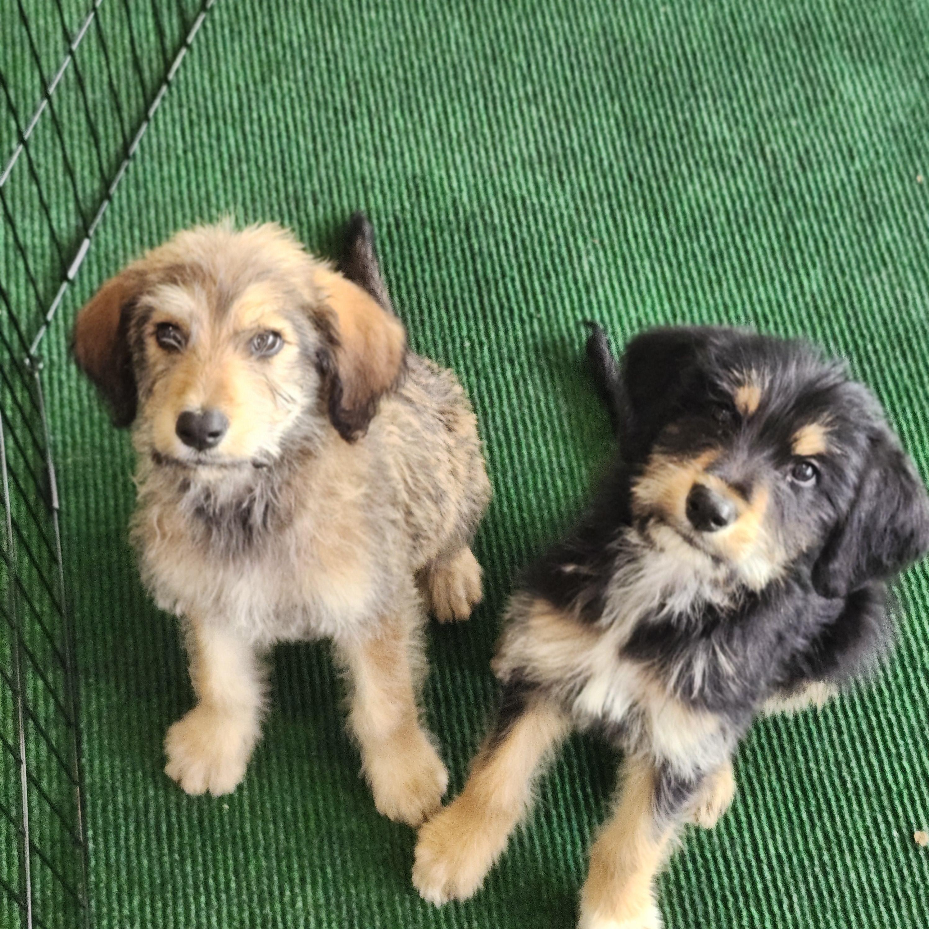 Saturn, an adoptable Goldendoodle in Torrance, CA, 90505 | Photo Image 2