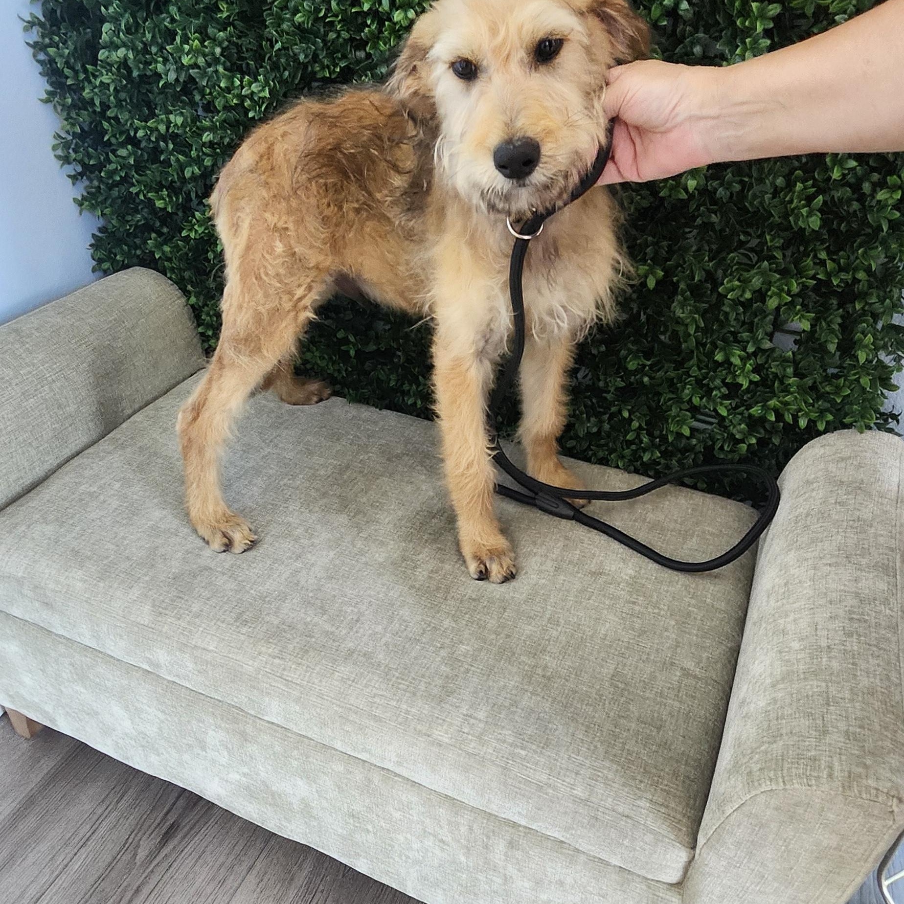 Saturn, an adoptable Goldendoodle in Torrance, CA, 90505 | Photo Image 3