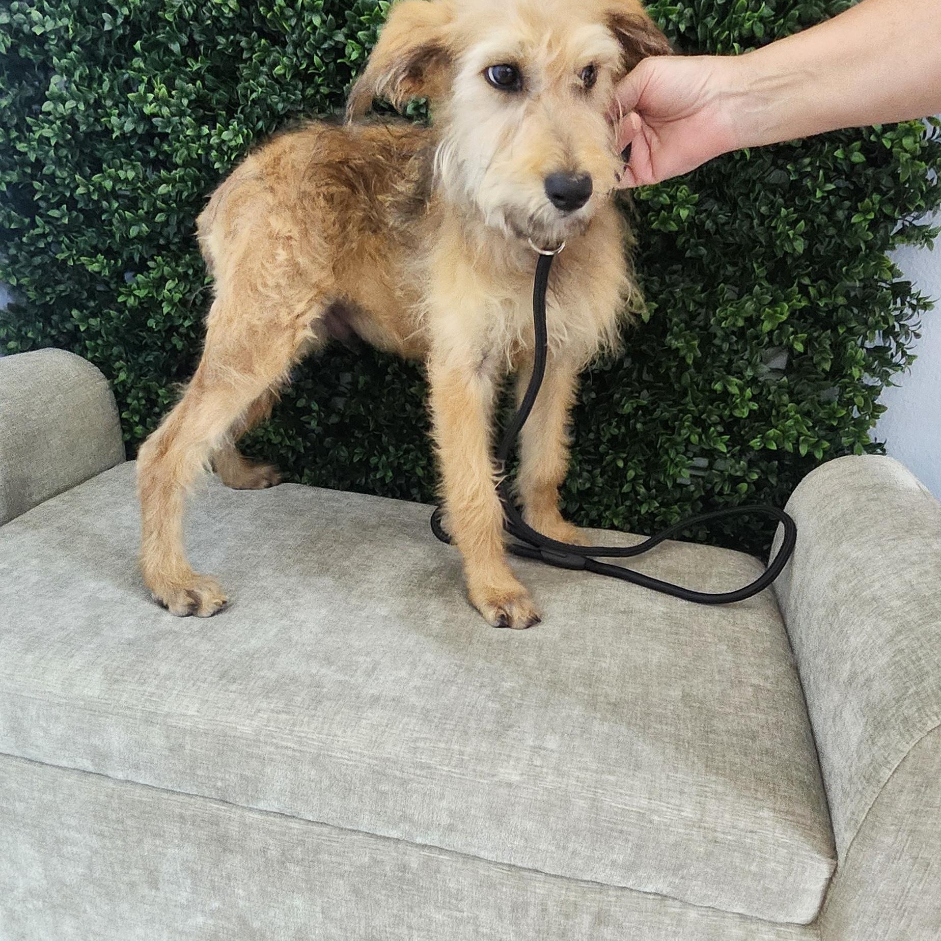 Saturn, an adoptable Goldendoodle in Torrance, CA, 90505 | Photo Image 2