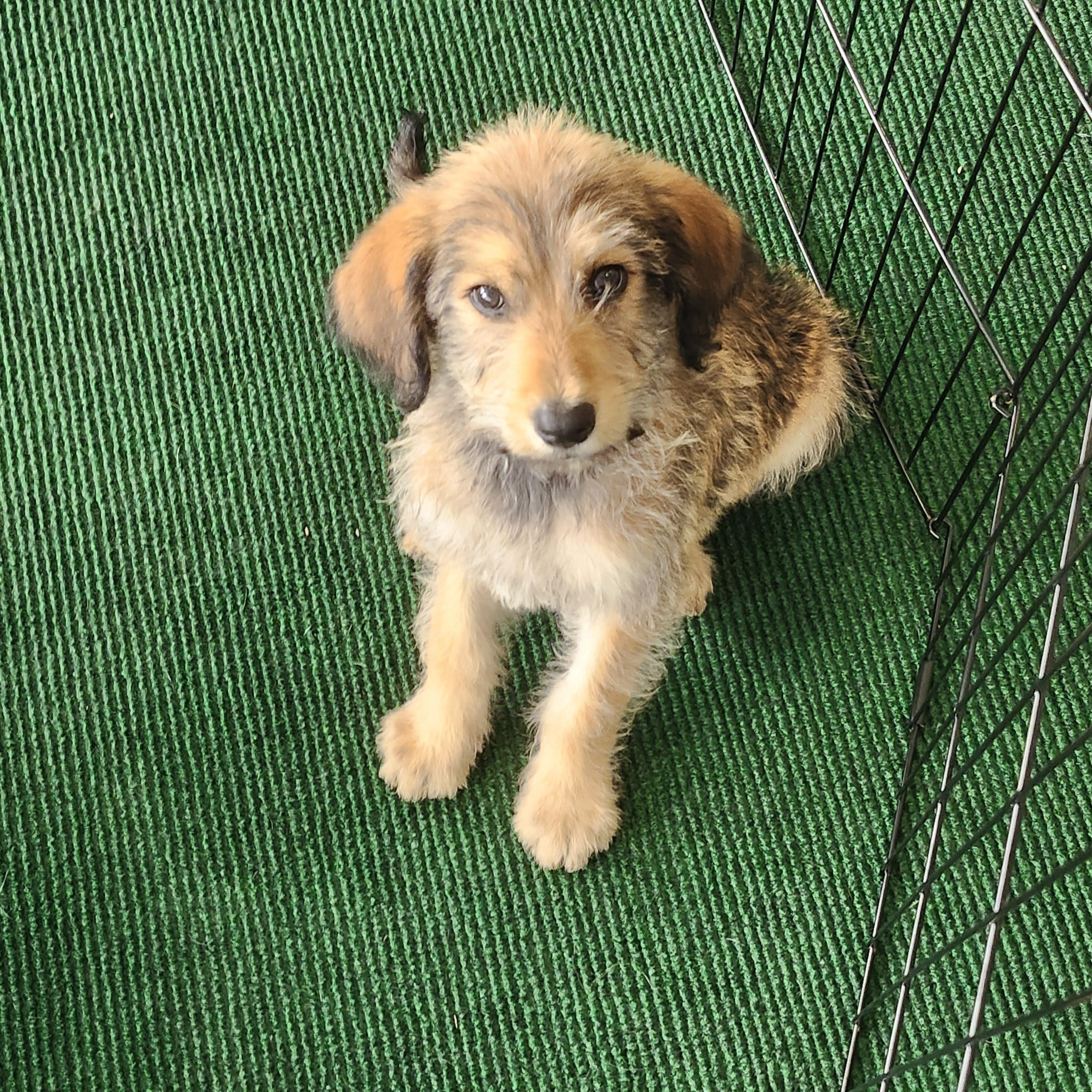 Saturn, an adoptable Goldendoodle in Torrance, CA, 90505 | Photo Image 3