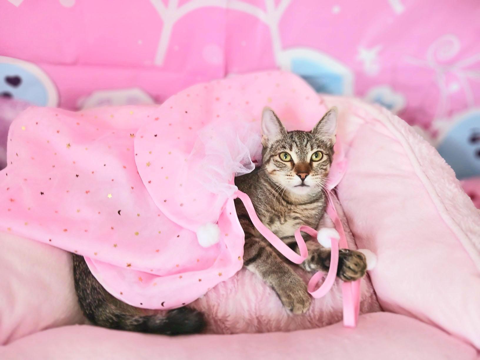 Clementine Skye, Adoptable, Kitten Female Bengal & Tabby.