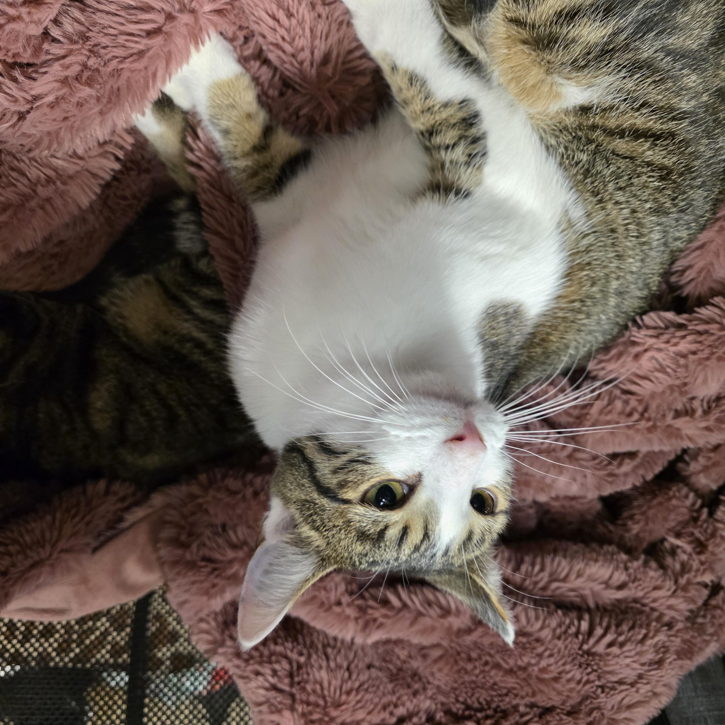 Enlarge Oahu, a ADOPTABLE Tabby in Richmond, VA image 6/6