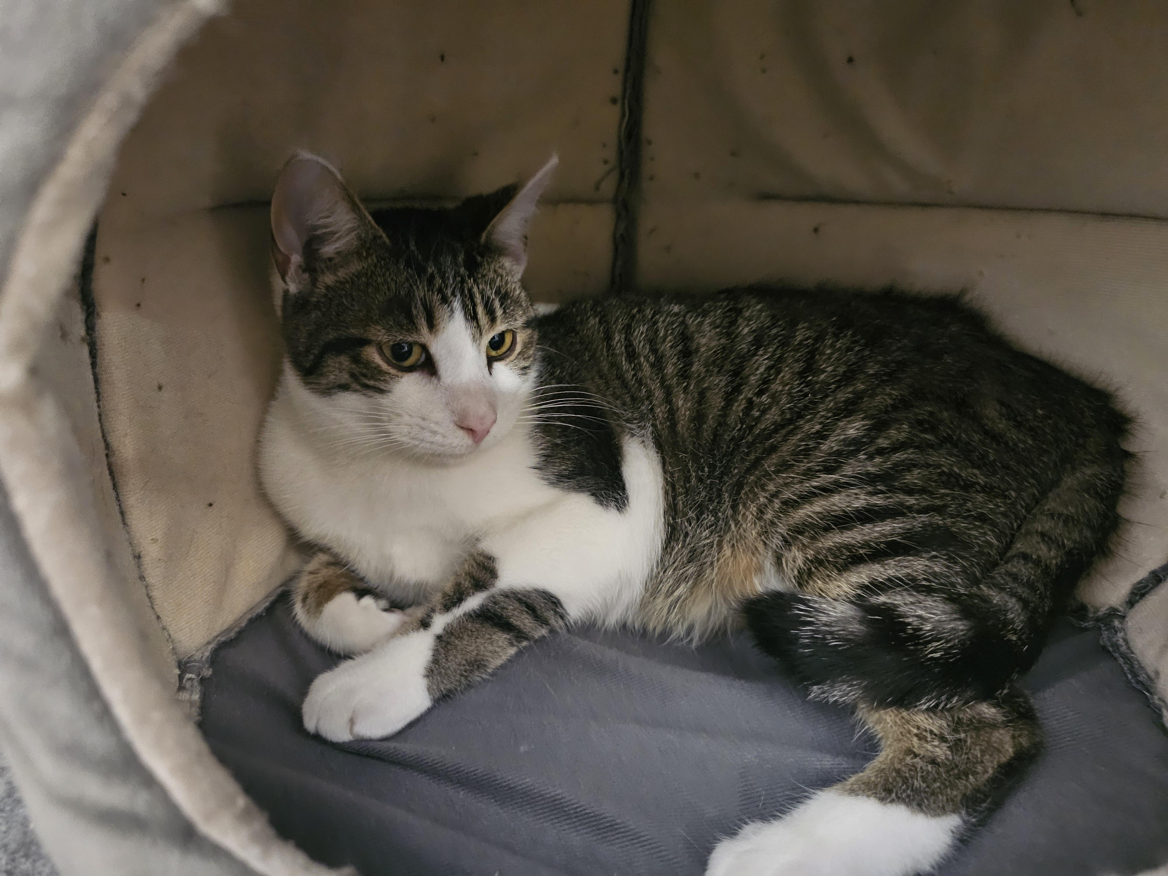 Enlarge Oahu, a ADOPTABLE Tabby in Richmond, VA image 1/6