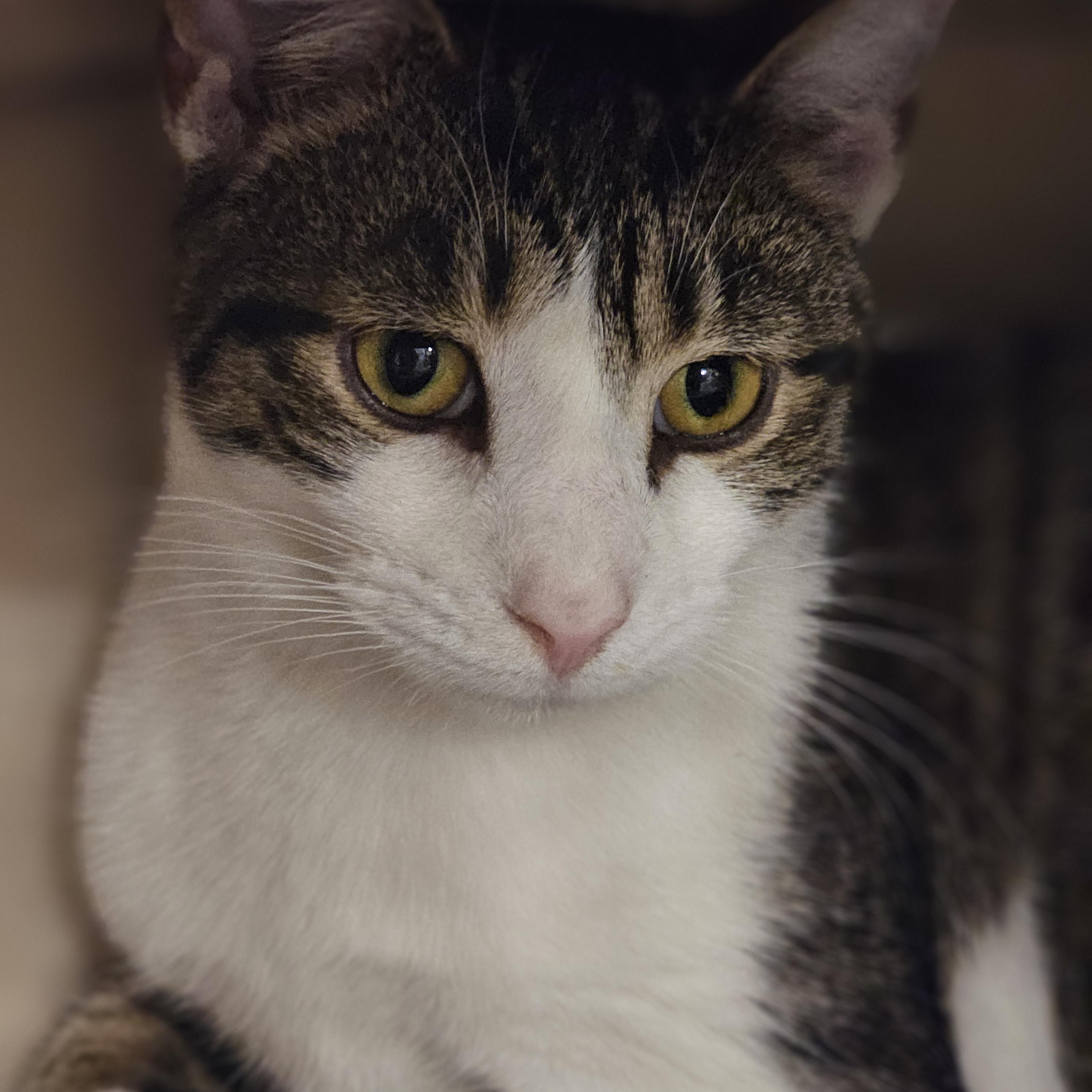 Enlarge Oahu, a ADOPTABLE Tabby in Richmond, VA image 2/6