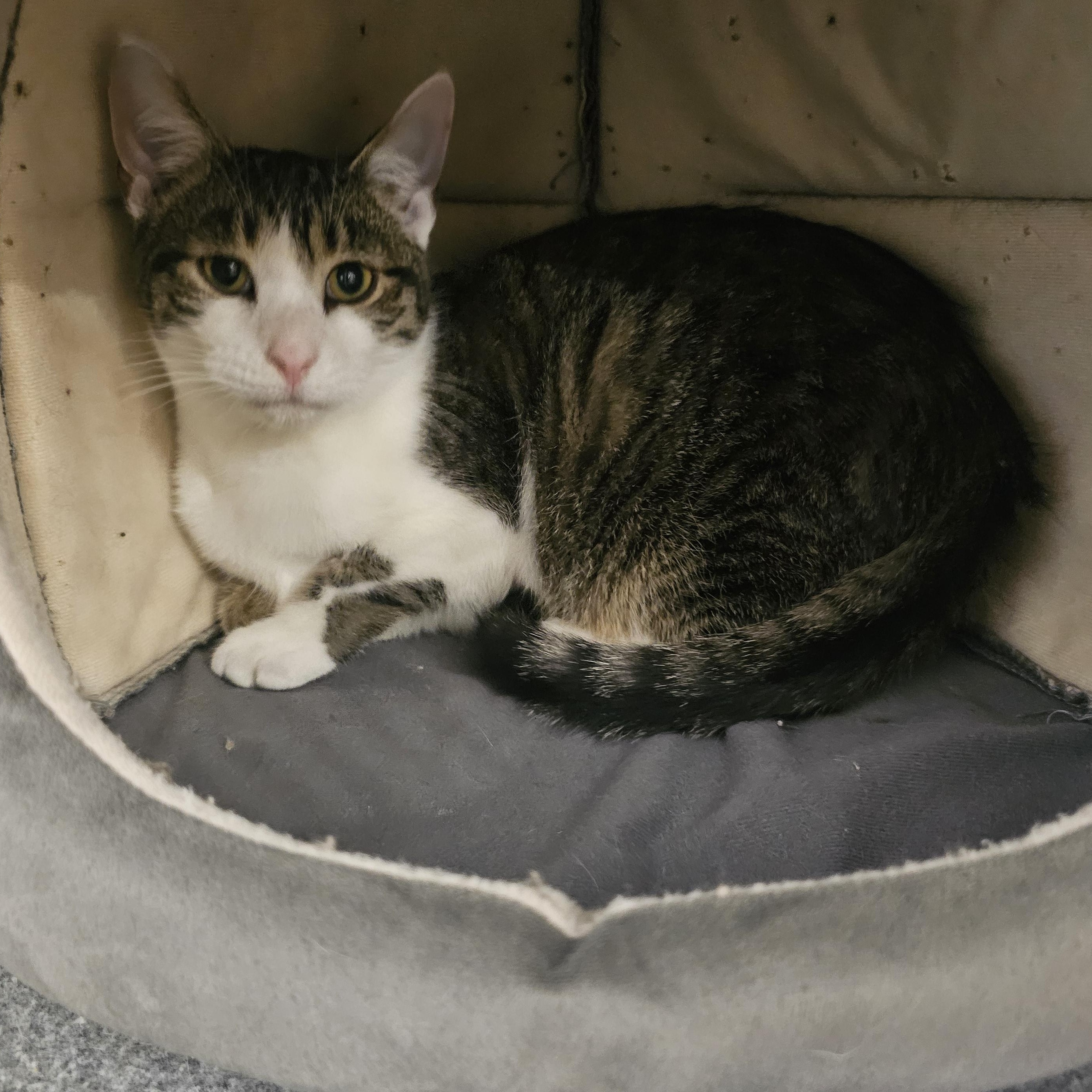 Enlarge Oahu, a ADOPTABLE Tabby in Richmond, VA image 4/6