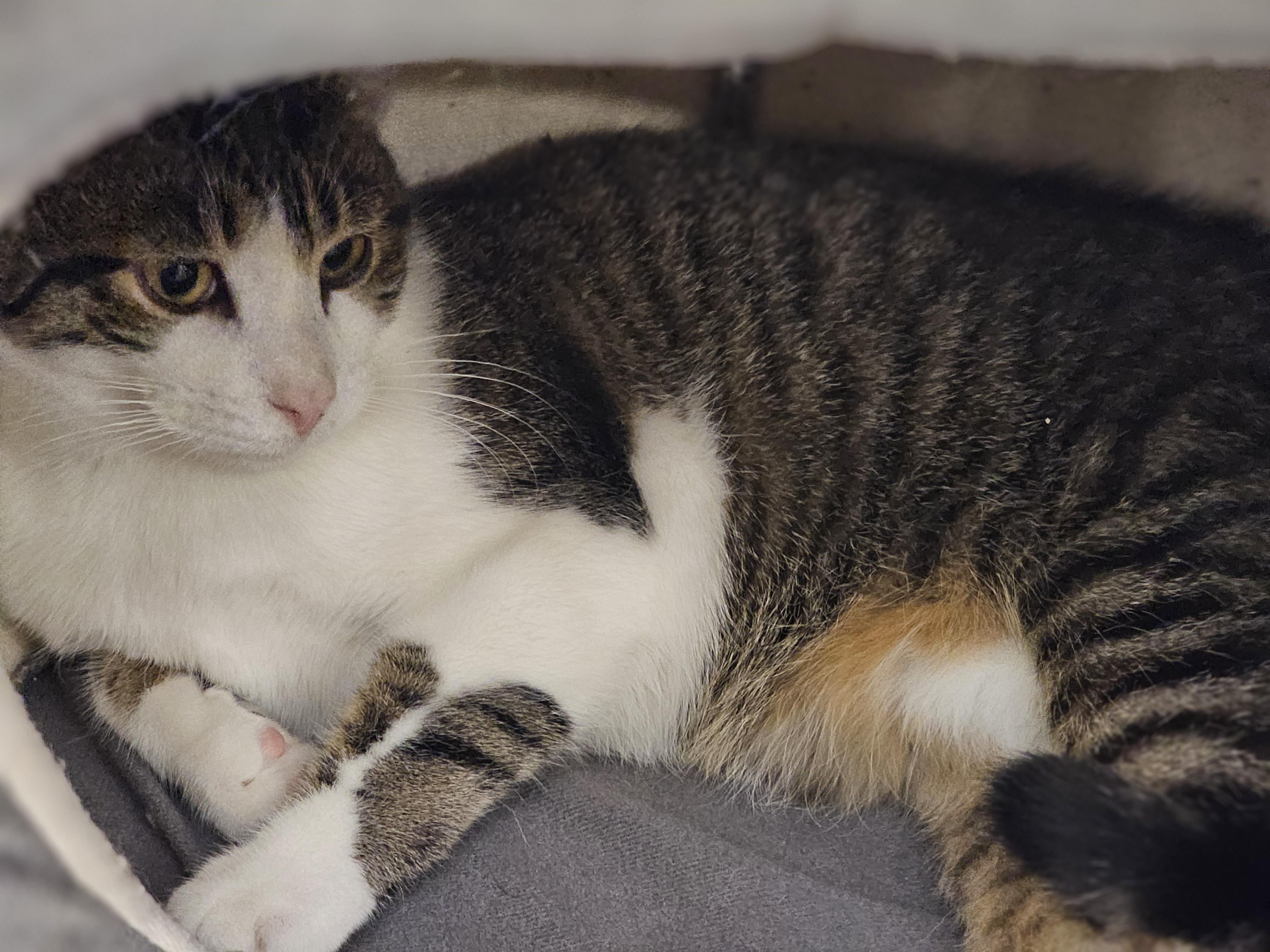 Enlarge Oahu, a ADOPTABLE Tabby in Richmond, VA image 3/6