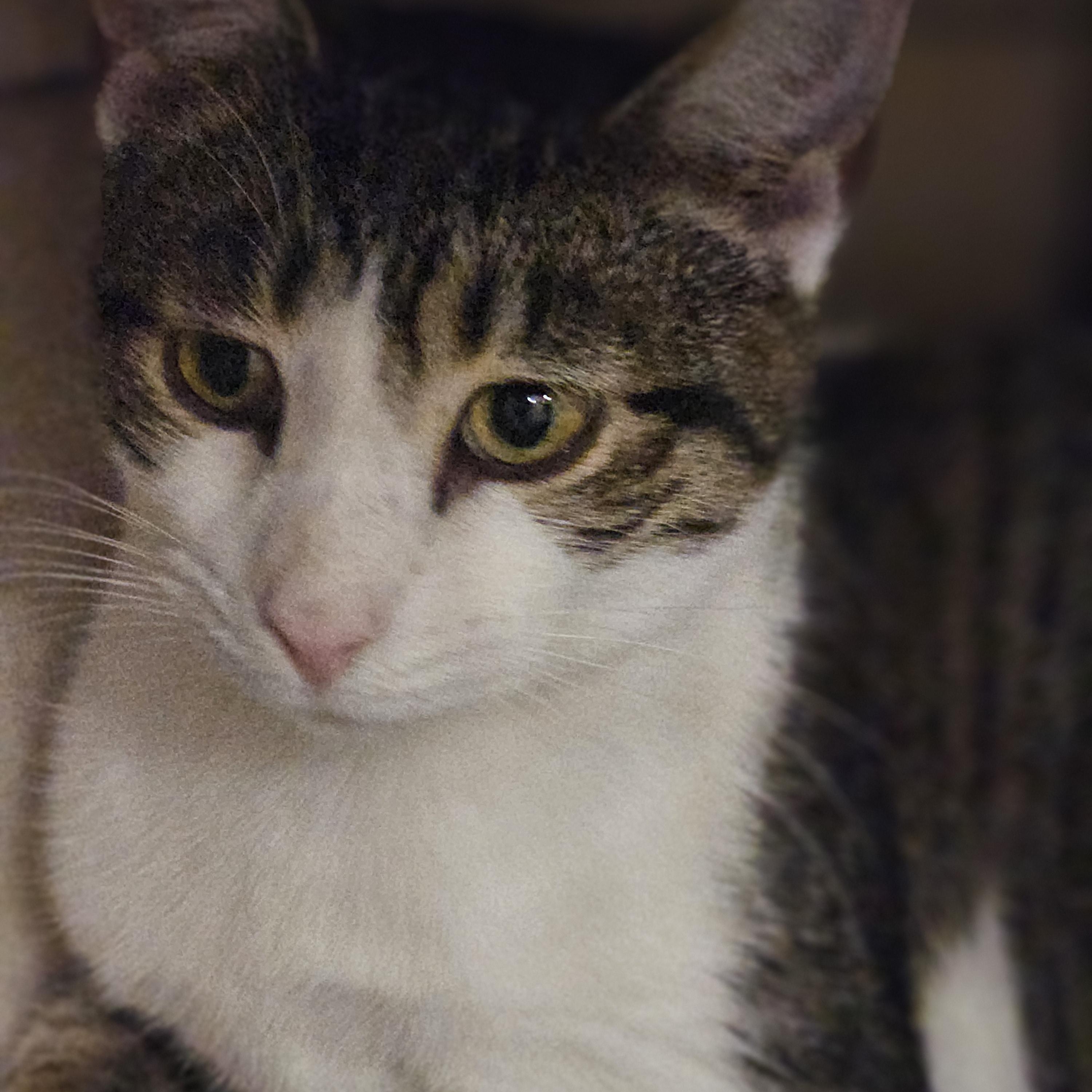 Enlarge Oahu, a ADOPTABLE Tabby in Richmond, VA image 5/6