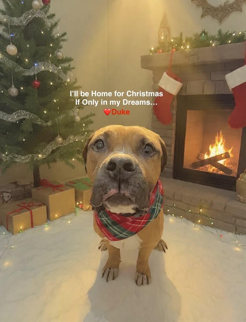 Duke, Adoptable, Young Male Boxer.