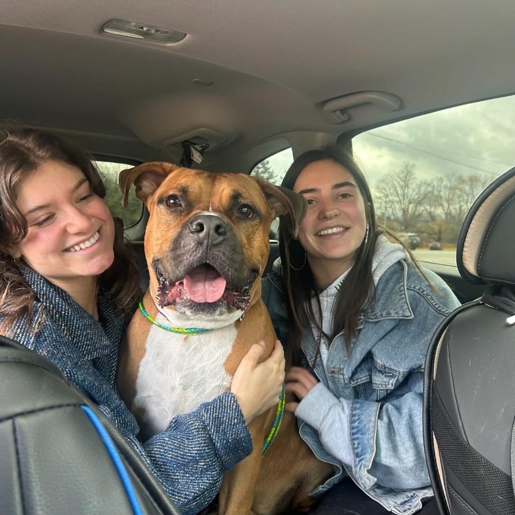 Enlarge Duke, a Adoptable mixed breed in Liverpool, NY image 2/6