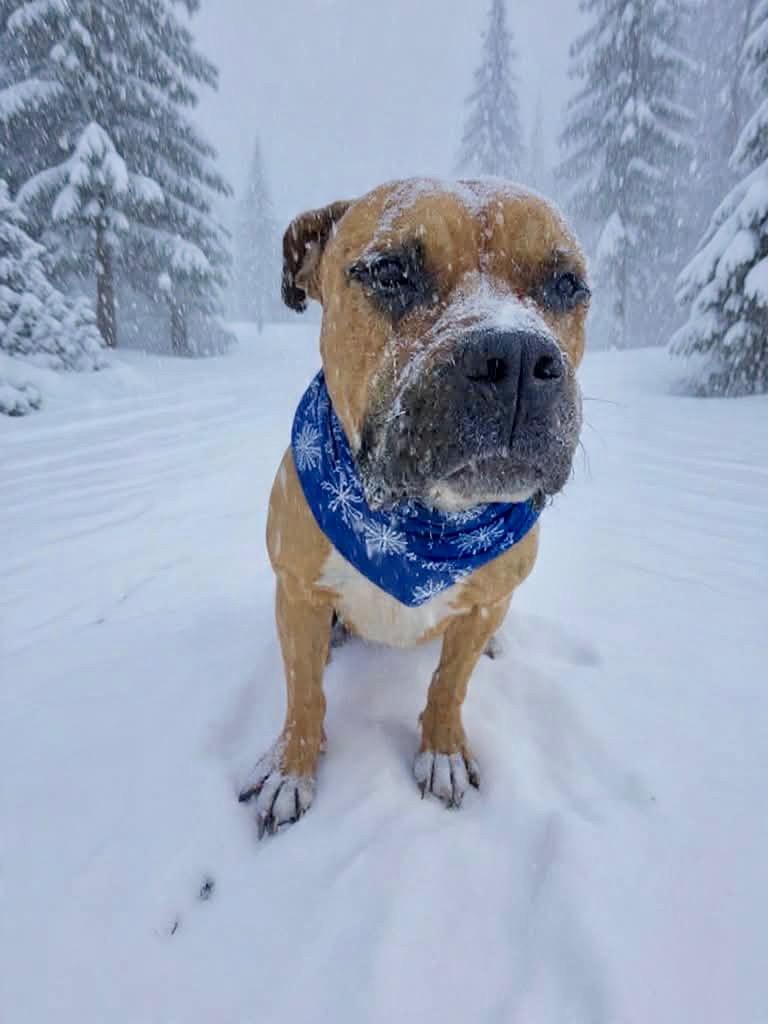 Enlarge Duke, a Adoptable mixed breed in Liverpool, NY image 4/6