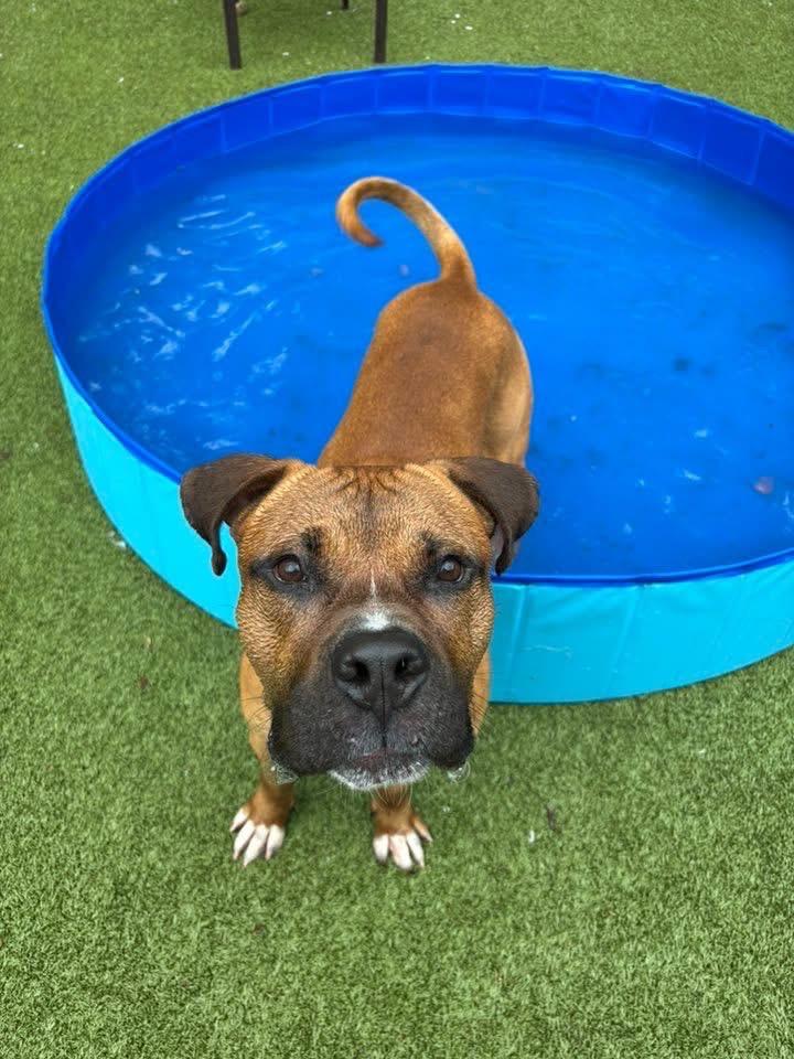 Enlarge Duke, a Adoptable mixed breed in Liverpool, NY image 5/6