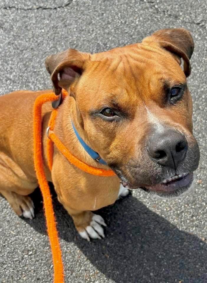 Enlarge Duke, a Adoptable mixed breed in Liverpool, NY image 6/6