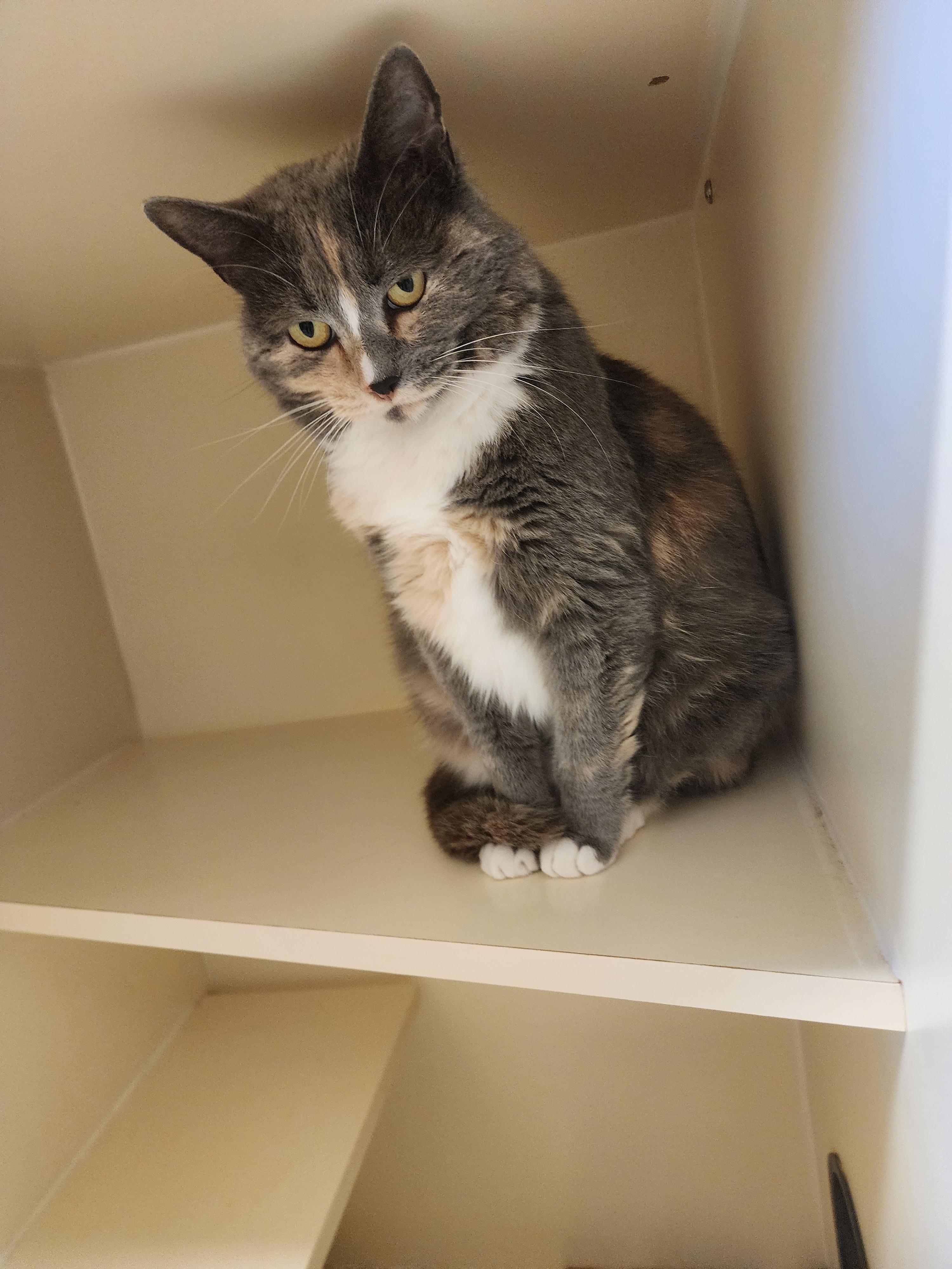 Enlarge 25-314, a ADOPTABLE Domestic Short Hair in Ridgecrest, CA image 1/1