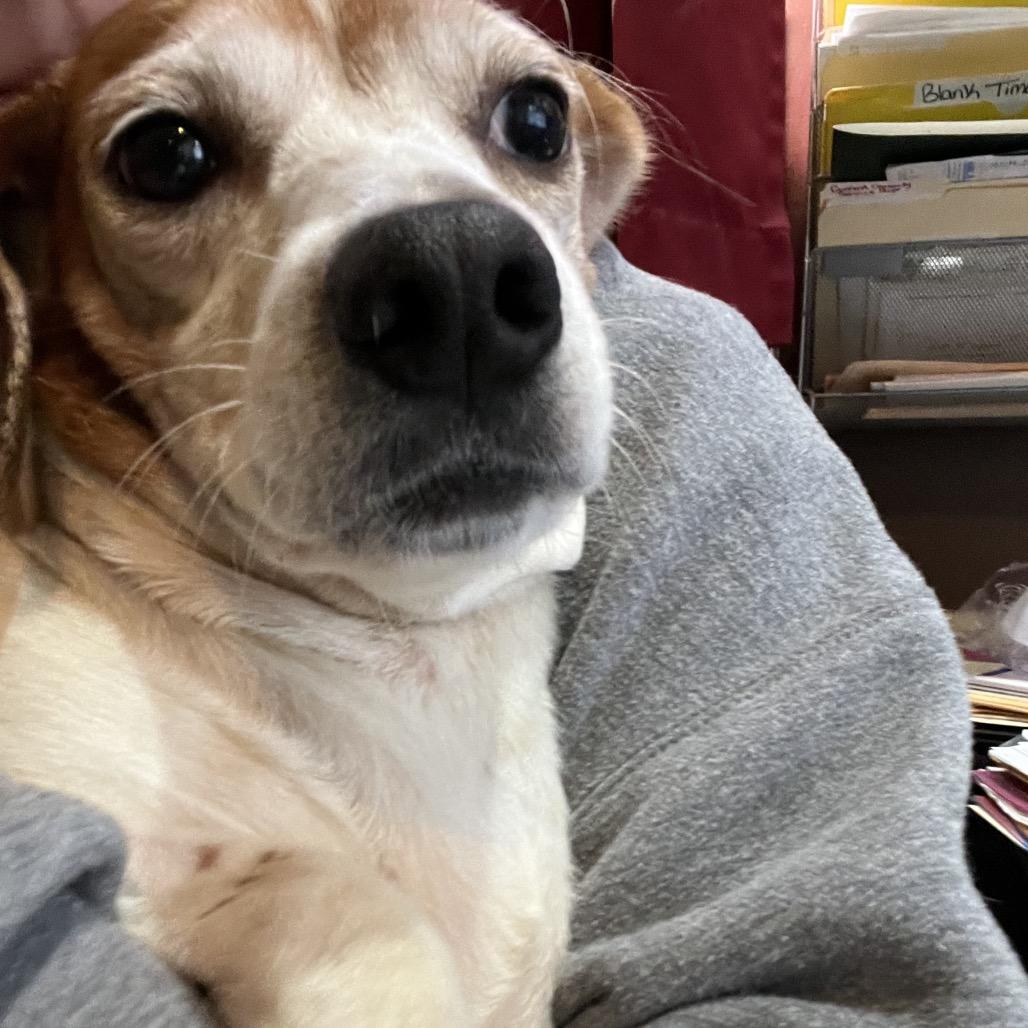 Enlarge Millie, a Adoptable mixed breed in Smithfield, NC image 1/5