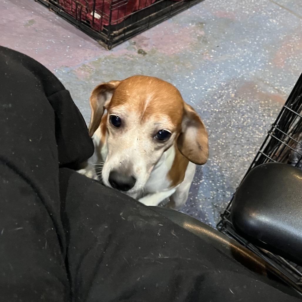 Enlarge Millie, a Adoptable mixed breed in Smithfield, NC image 2/5